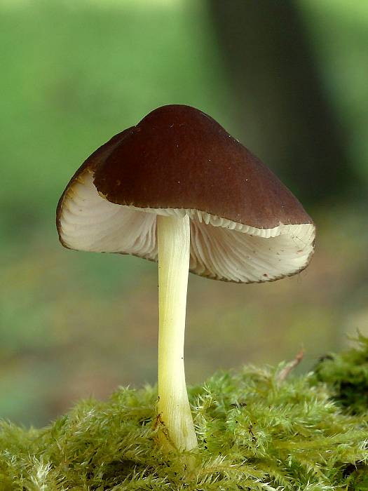 štítovka  Pluteus sp.