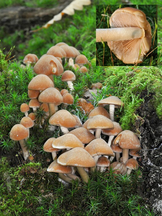 drobuľka vodomilná? Psathyrella piluliformis?