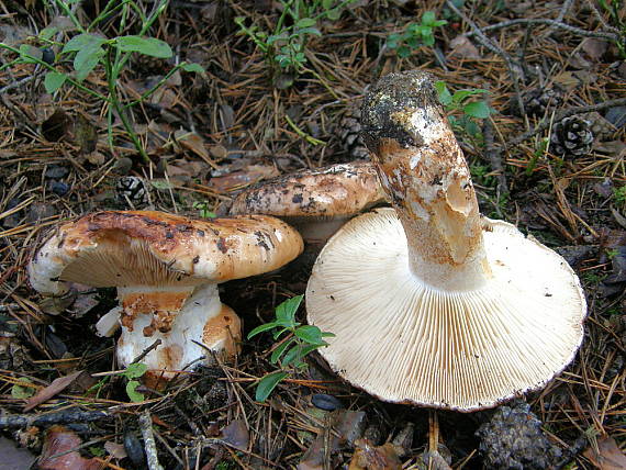 čirůvka obrovská Tricholoma colossum