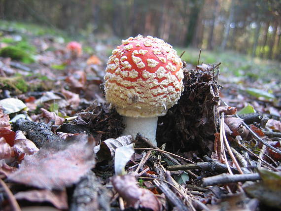 muchotrávka červená Amanita muscaria (L.) Lam.