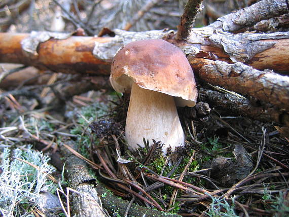 hríb smrekový Boletus edulis Bull.