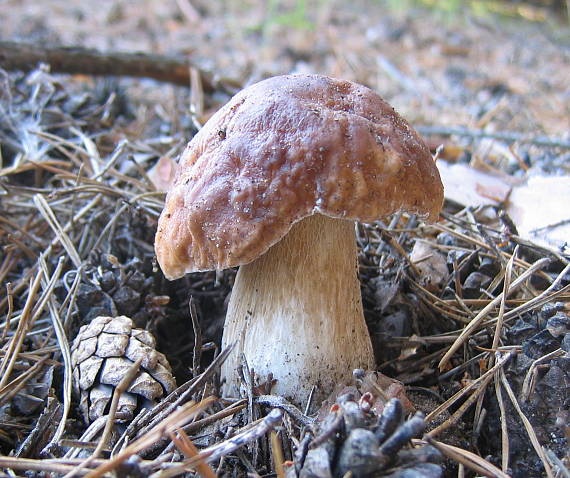 hríb smrekový Boletus edulis Bull.