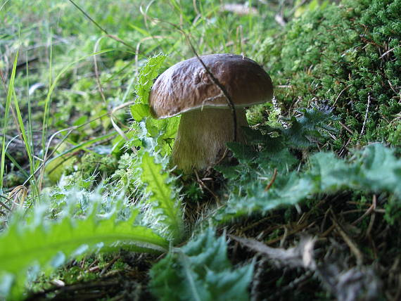 hríb smrekový Boletus edulis Bull.