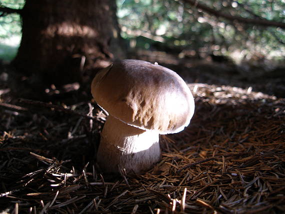 hríb smrekový Boletus edulis Bull.