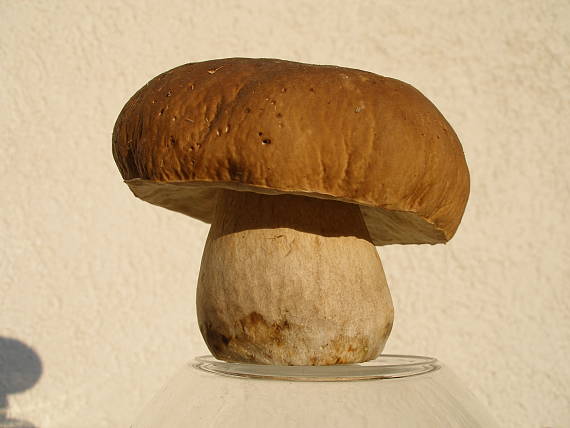 hríb smrekový Boletus edulis Bull.