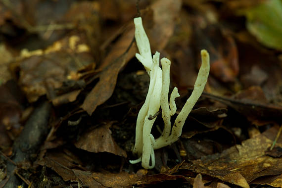 konárovka Clavulina sp.