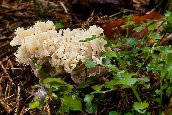 konárovka hrebenitá-Kuřátečko hřebenité? Clavulina sp.