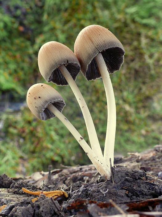 hnojník ligotavý Coprinellus micaceus (Bull.) Vilgalys, Hopple & Jacq. Johnson