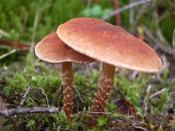 zrnivka Cystoderma sp.