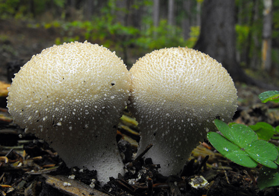 prášnica bradavičnatá Lycoperdon perlatum Pers.