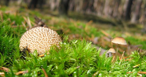 prášnica huňatá Lycoperdon umbrinum Hornem.