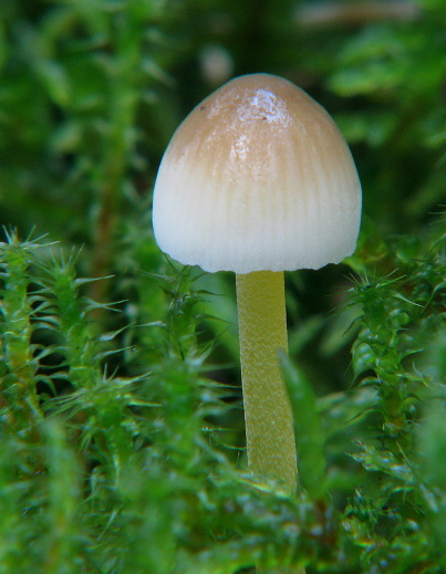 prilbička Mycena sp.