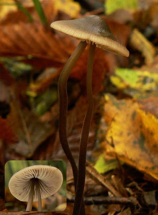 tanečnica cesnaková Mycetinis alliaceus (Jacq.) Earle ex A.W. Wilson & Desjardin