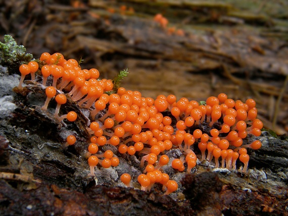 slizovka Myxomycetes