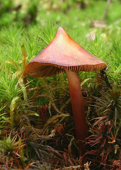 koreňovica škoricovohnedá Phaeocollybia christinae (Fr.) R. Heim