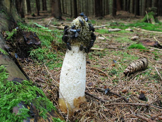 hadovka smrdutá Phallus impudicus L.