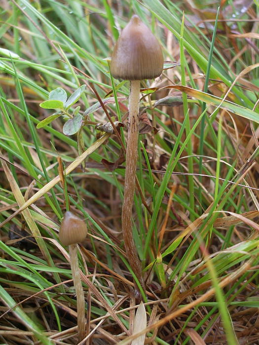 holohlavec končistý Psilocybe semilanceata (Fr.) P. Kumm.