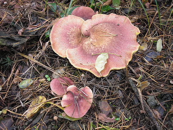 čírovec červenožltý Tricholomopsis rutilans (Schaeff.) Singer