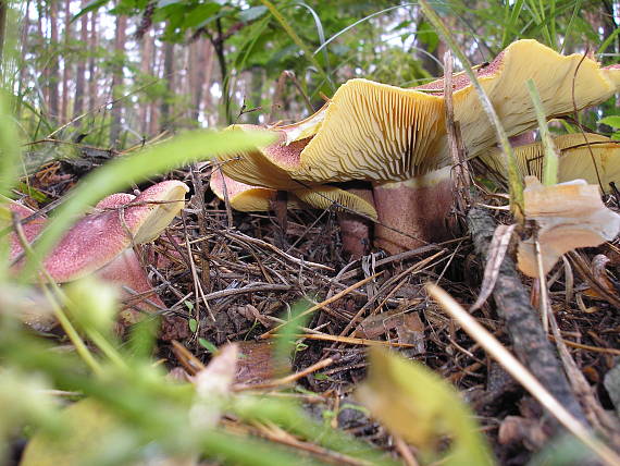 čírovec červenožltý Tricholomopsis rutilans (Schaeff.) Singer