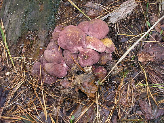 čírovec červenožltý Tricholomopsis rutilans (Schaeff.) Singer