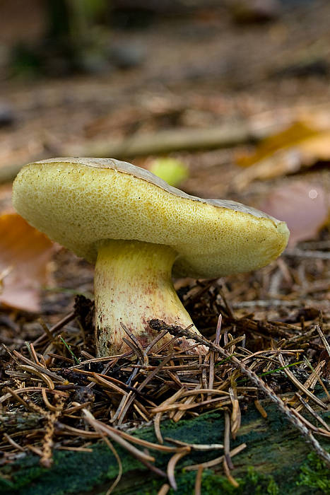 suchohríb plstnatý-Suchohřib plstnatý? Xerocomus sp.