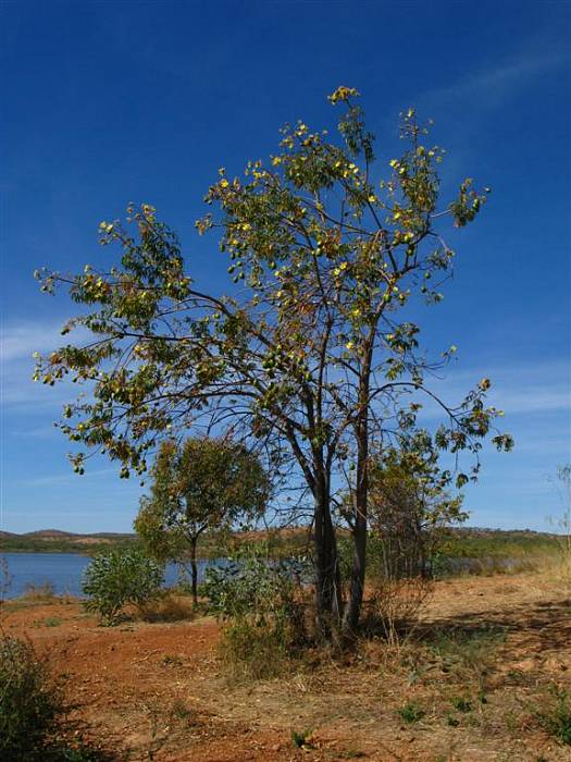 balls tree