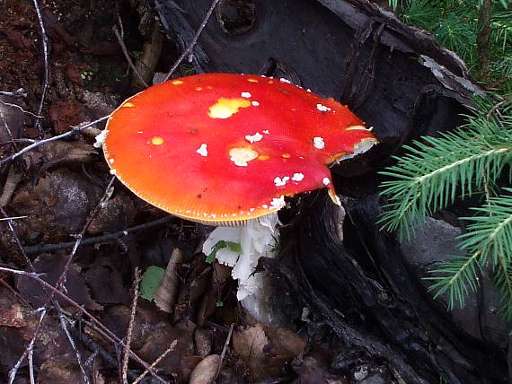 muchotrávka červená Amanita muscaria (L.) Lam.