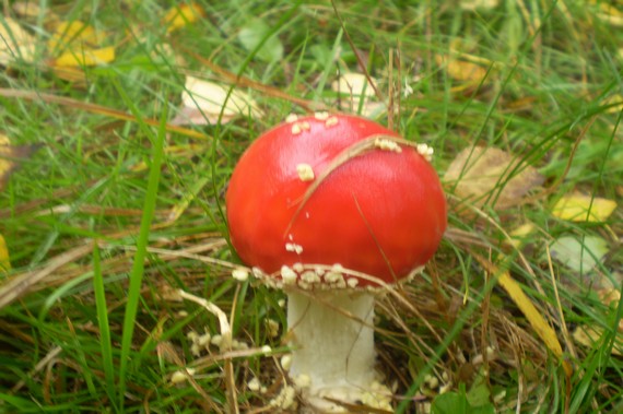 muchotrávka červená Amanita muscaria (L.) Lam.