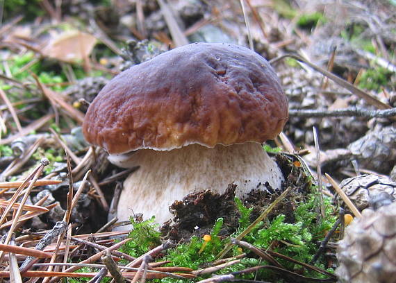 hríb smrekový Boletus edulis Bull.