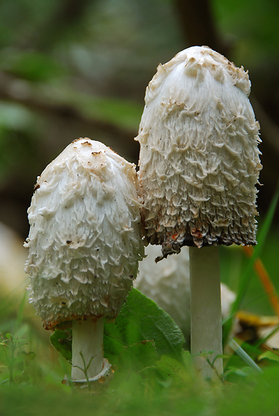 hnojník obyčajný Coprinus comatus (O.F. Müll.) Pers.