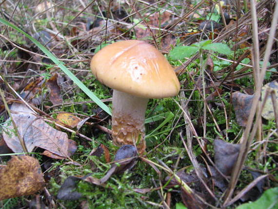 pavučinovec mazľavý Cortinarius trivialis J.E. Lange