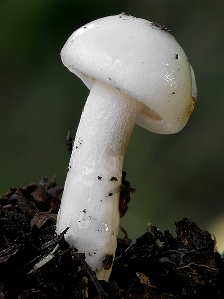 šťavnačka mydlová Hygrophorus cossus (Sowerby) Fr.