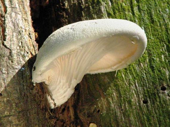 hliva dubová Pleurotus dryinus (Pers.) P. Kumm.