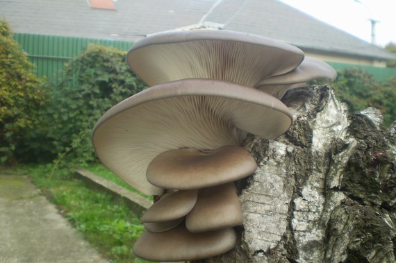 hliva ustricovitá Pleurotus ostreatus (Jacq.) P. Kumm.