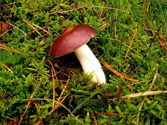 plávka obyčajná Russula integra (L.) Fr.