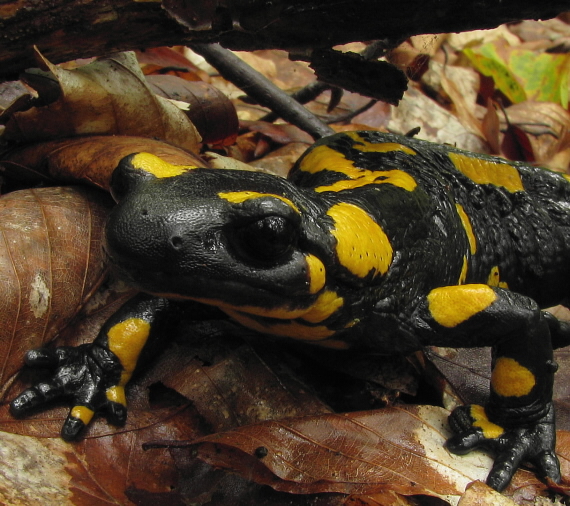 salamandra škvrnitá Salamandra salamandra