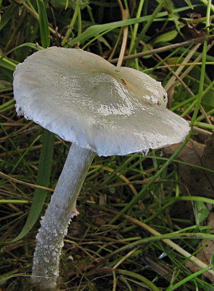 golierovka belavomodrastá Stropharia pseudocyanea (Desm.) Morgan