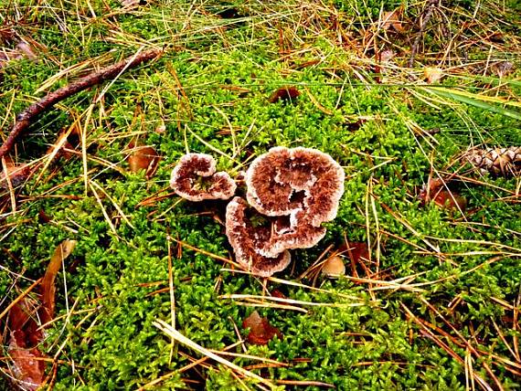 plesňovka zemná  Thelephora terrestris Ehrh.