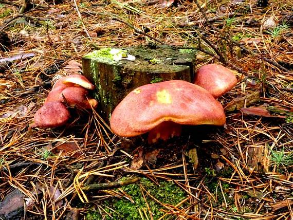 čírovec červenožltý   Tricholomopsis rutilans (Schaeff.) Singer