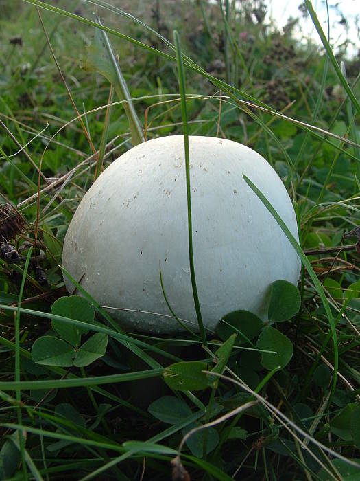 pečiarka ovčia Agaricus arvensis Schaeff.