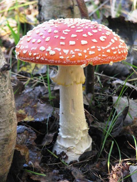 muchotrávka červená Amanita muscaria (L.) Lam.