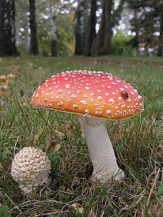 muchotrávka červená Amanita muscaria (L.) Lam.