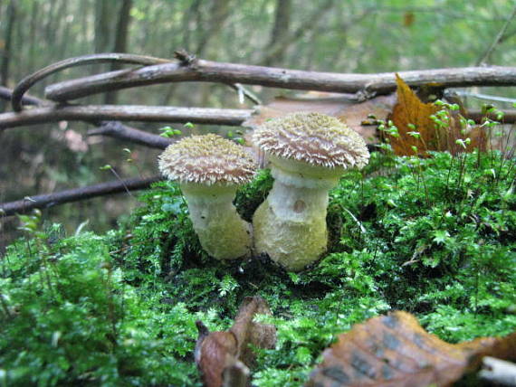 podpňovka žltá Armillaria gallica Marxm. & Romagn.