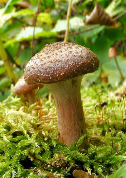 podpňovka obyčajná Armillaria mellea (Vahl) P. Kumm.