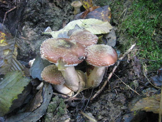 podpňovka obyčajná Armillaria mellea (Vahl) P. Kumm.