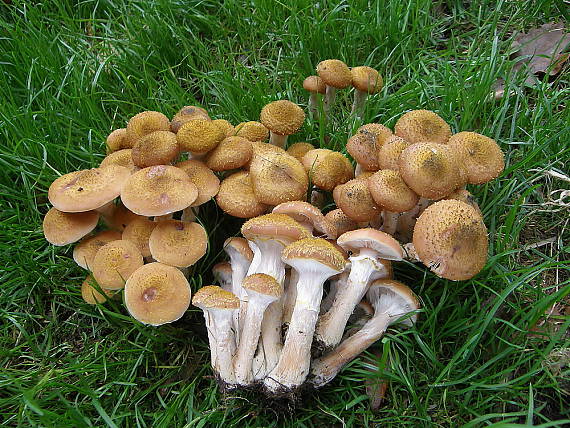 podpňovka obyčajná Armillaria mellea (Vahl) P. Kumm.