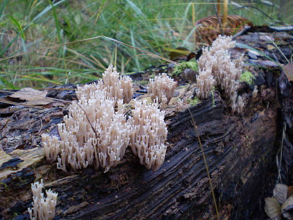 korunovec svietnikovitý Artomyces pyxidatus (Pers.) Jülich