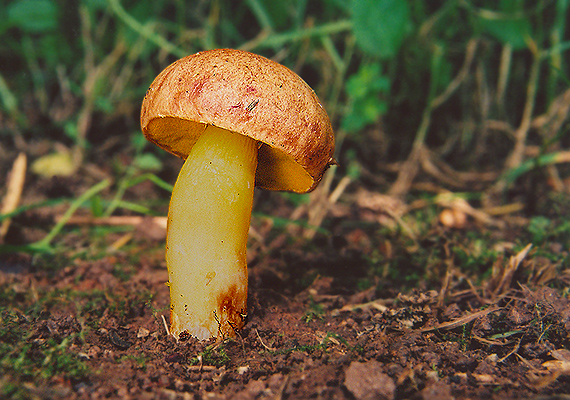 zlatohríb úhľadný Aureoboletus gentilis (Quél.) Pouzar