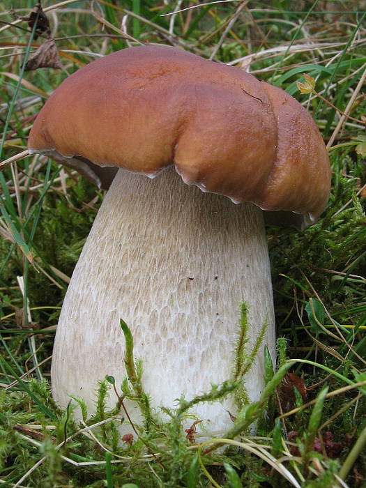 hríb smrekový Boletus edulis Bull.