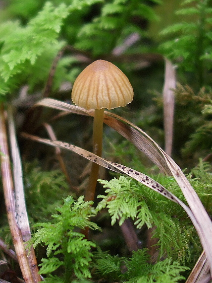 kapucňovka machová Galerina hypnorum (Schrank) Kühner